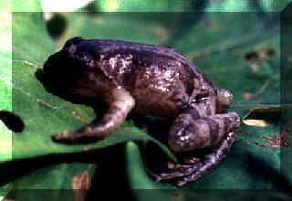 frog14.jpg