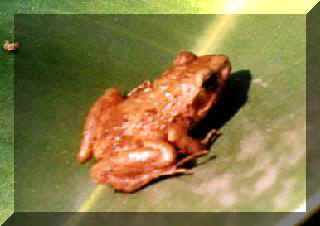 frog15.jpg