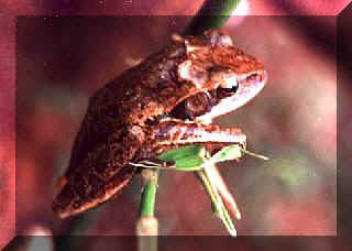 frog21.jpg