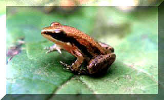 frog26.jpg