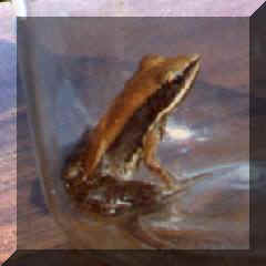 frog5.jpg